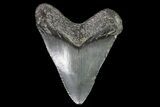Juvenile Megalodon Tooth - Georgia #83616-1